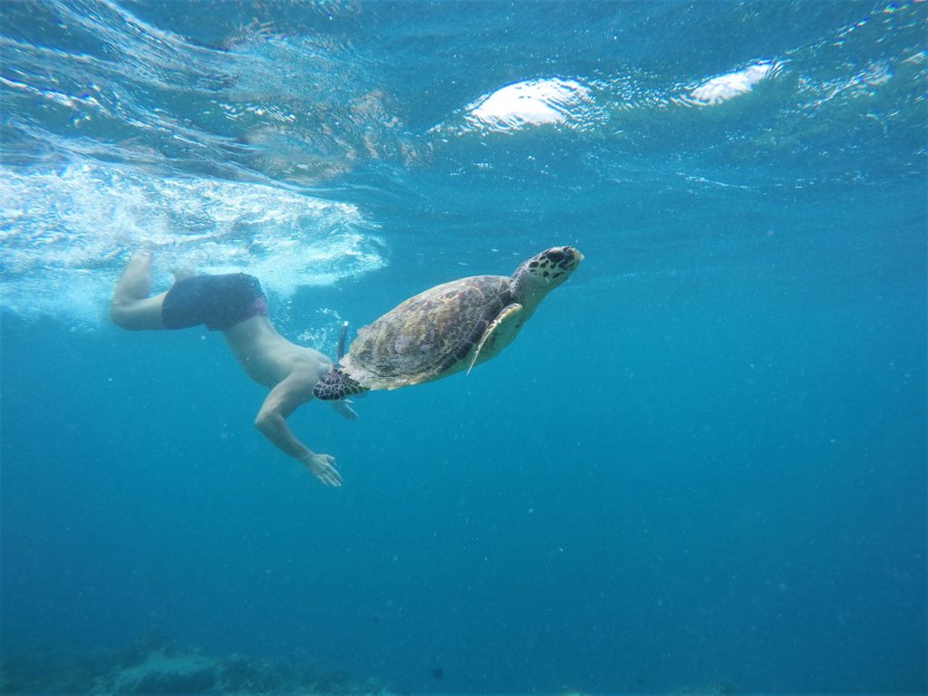 Duiken en snorkelen met schildpad in Malediven