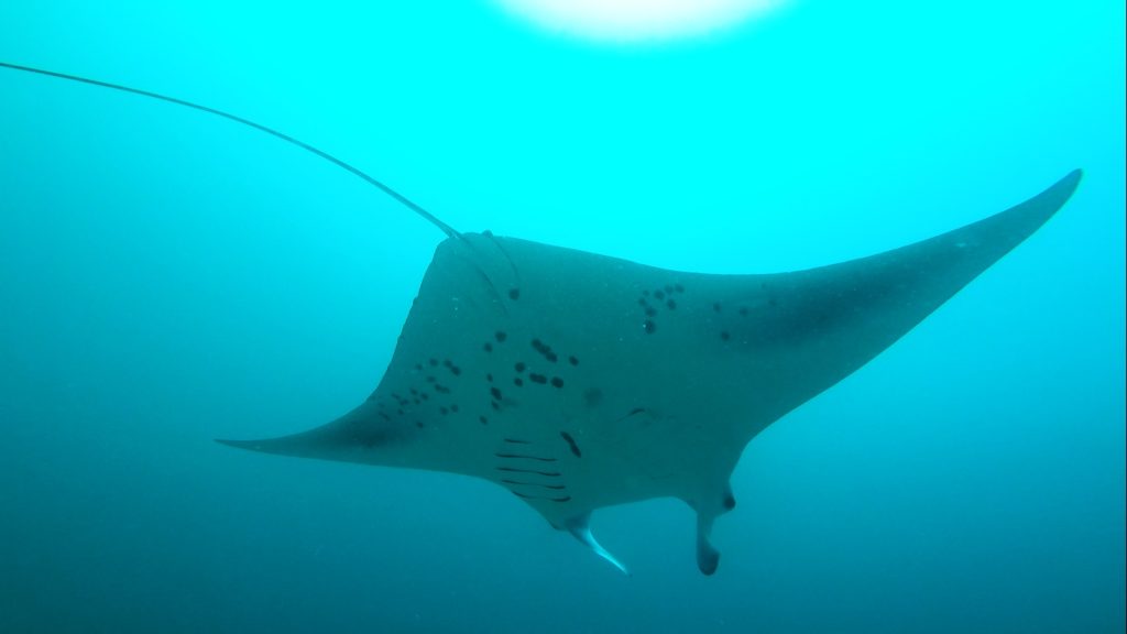 Duiken in de Malediven met een manta rog