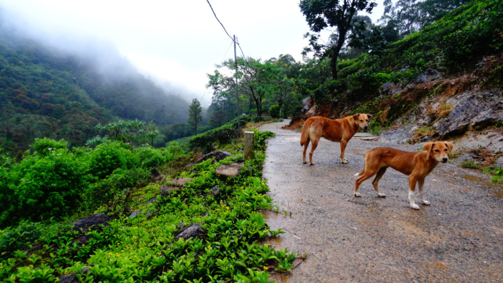 Zwerfhonden bij Adam's Peak in Sri Lanka