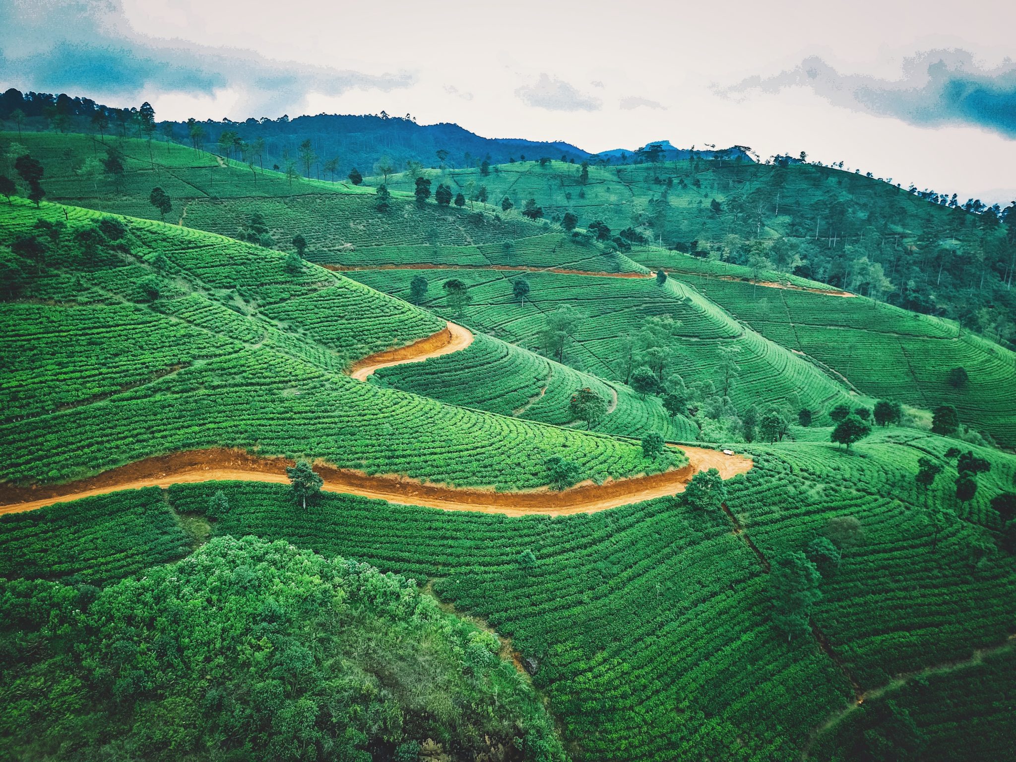 Groene theeplantages in Sri Lanka