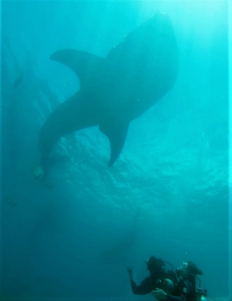 Duiken met walvishaaien in Oslob in Cebu in de Filipijnen