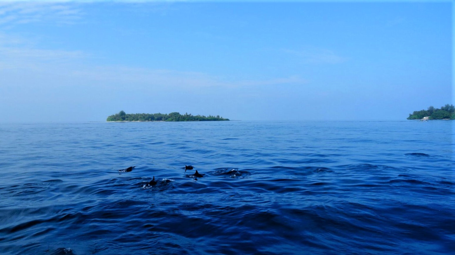 Dolfijnen zwemmen in de Malediven