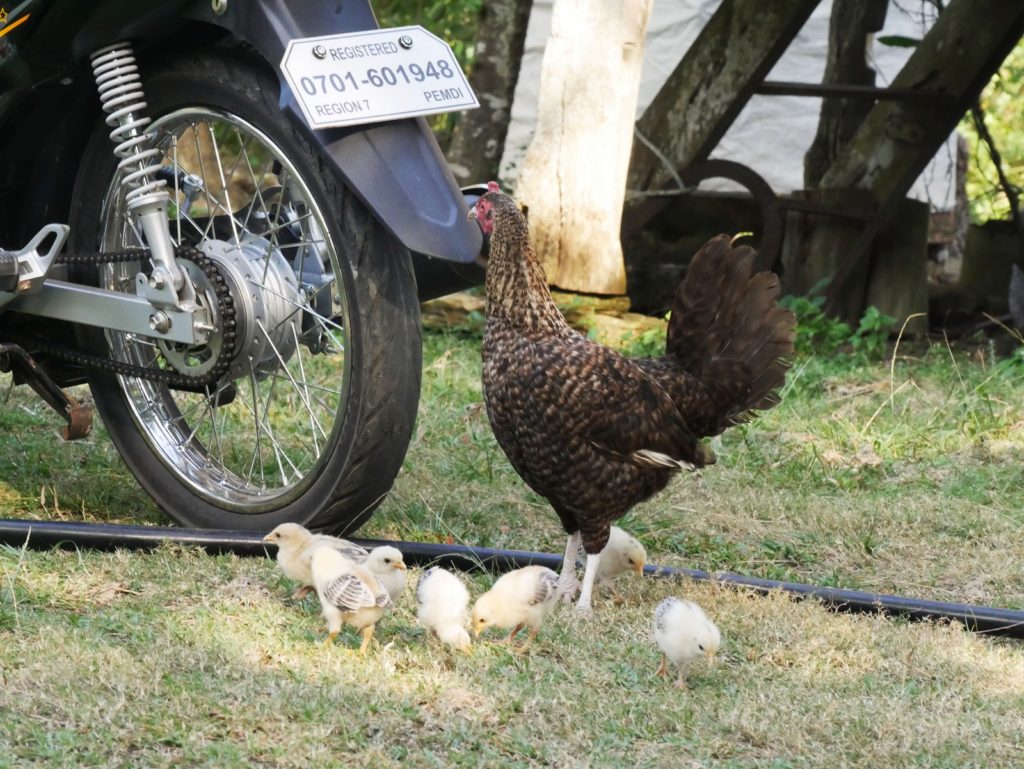 Kip met kuikens op grasveld