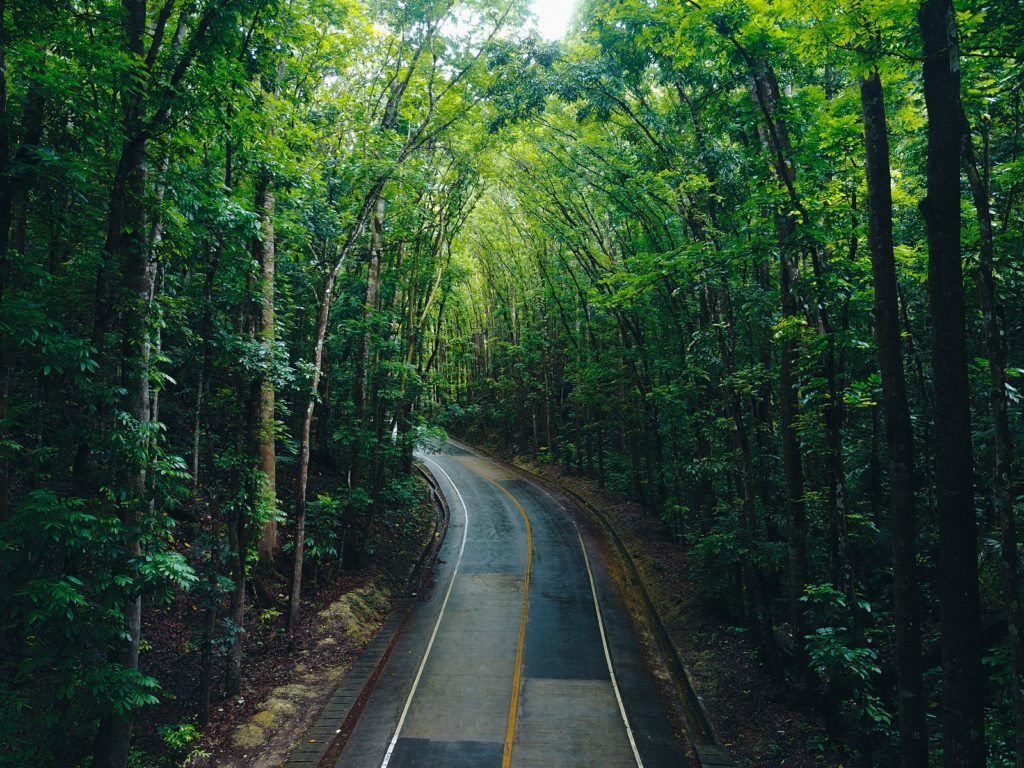 Het bos van het Man-made Forest op Bohol in de Filipijnen
