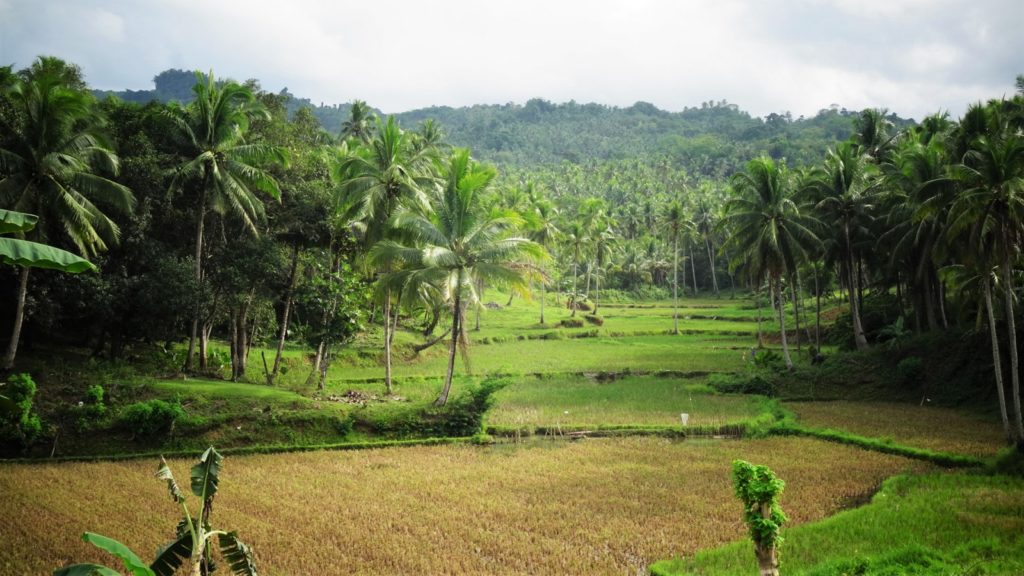 Palmbomen en rijstvelden in Bohol in de Filipijnen