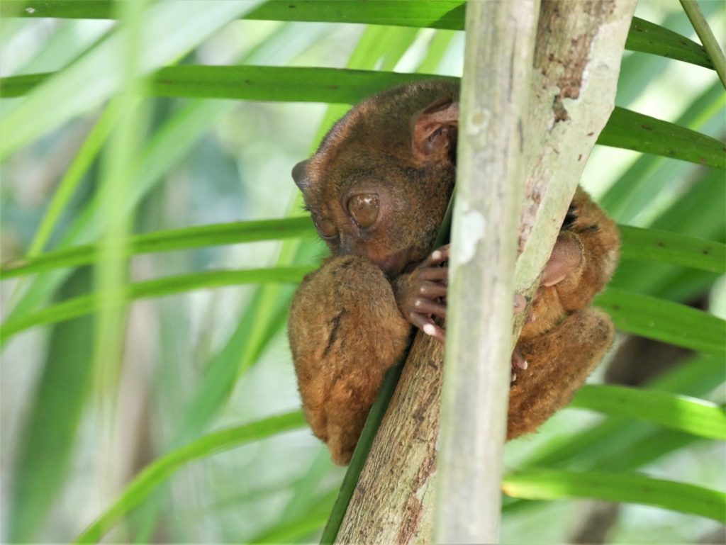 Spookdiertje op Bohol in de Filipijnen