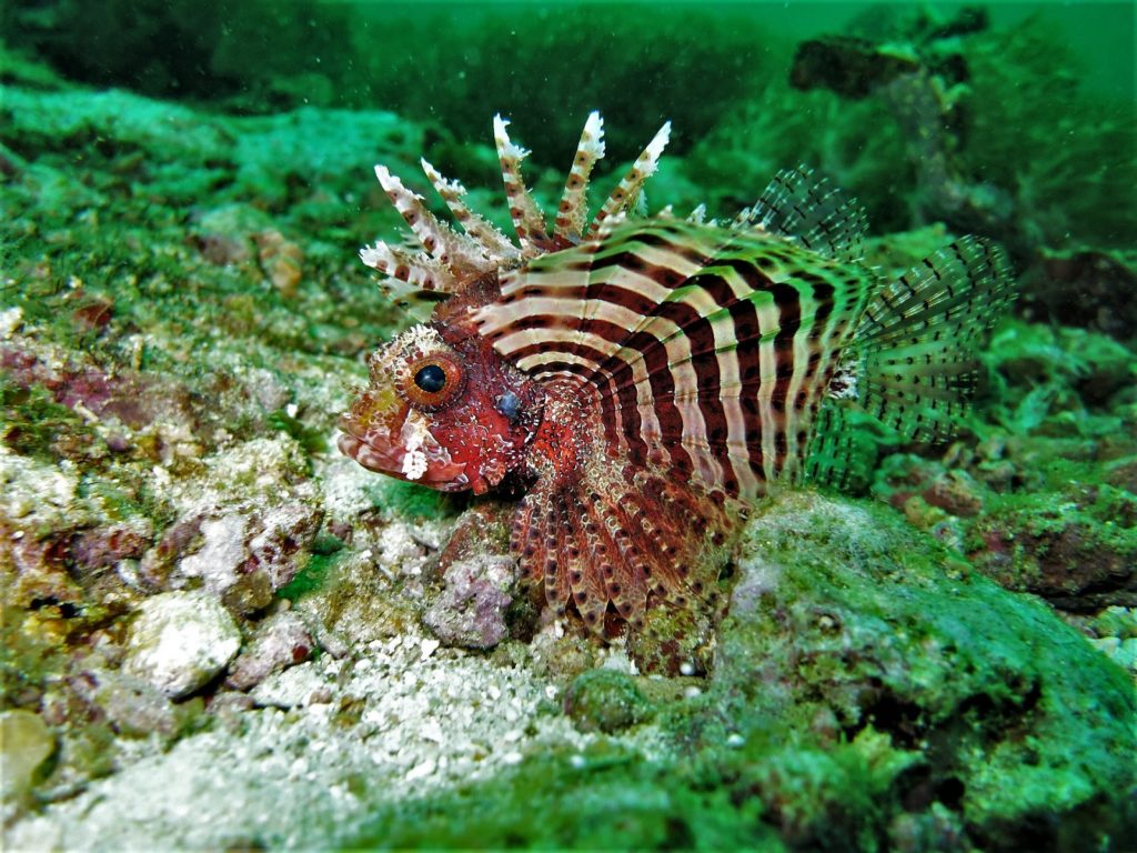 Duiken met een lionfish in Cebu in de Filipijnen