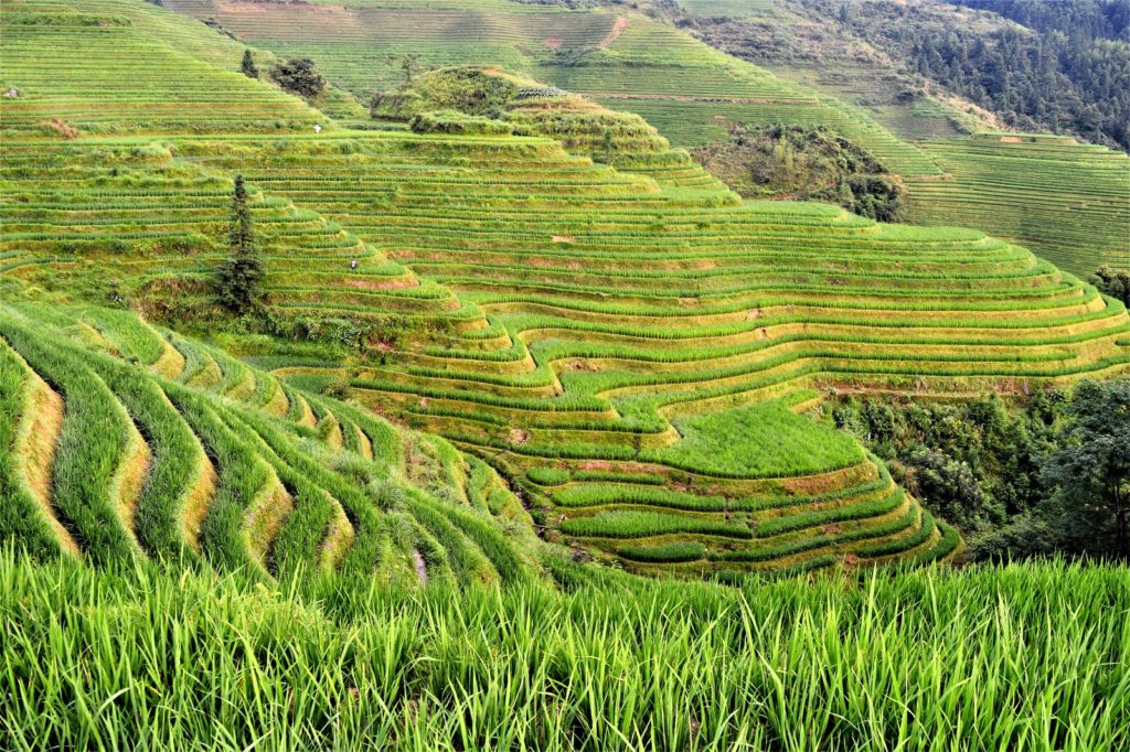 Rijstvelden in Batad in Luzon in de Filipijnen