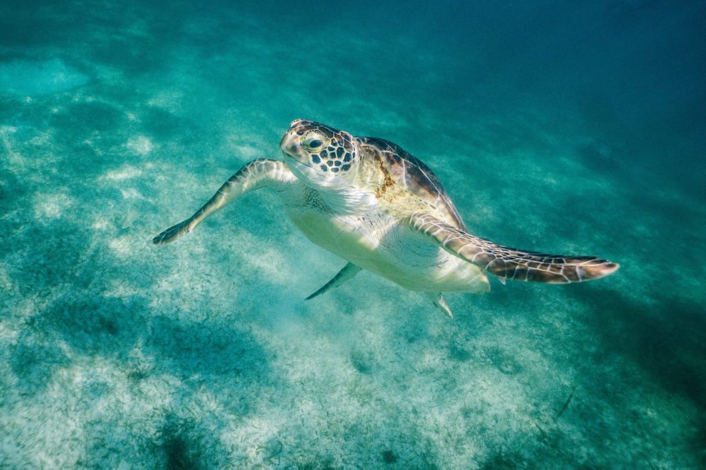 Schildpad in de zee bij Crystal Bay in Nusa Penida in Indonesië