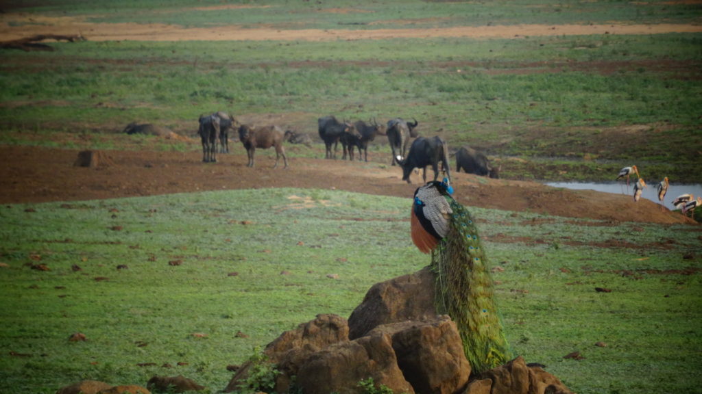Landschap in Udawalawe tijdens safari Sri Lanka