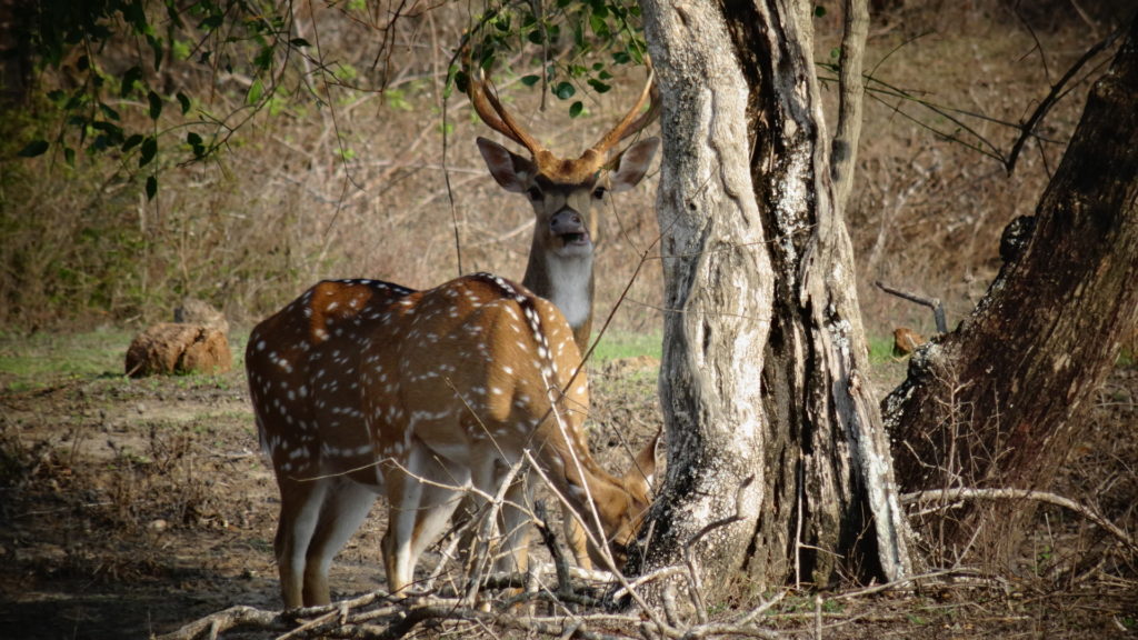 Herten in Yala Nationaal Park in Sri Lanka