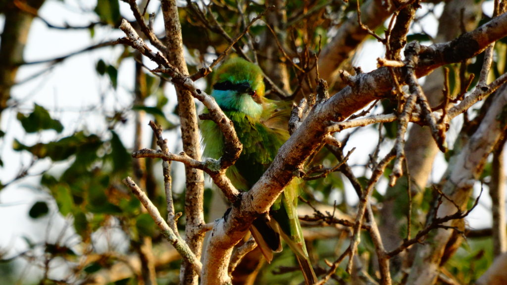 Vogel in Nationaal Park tijdens safari in Sri Lanka