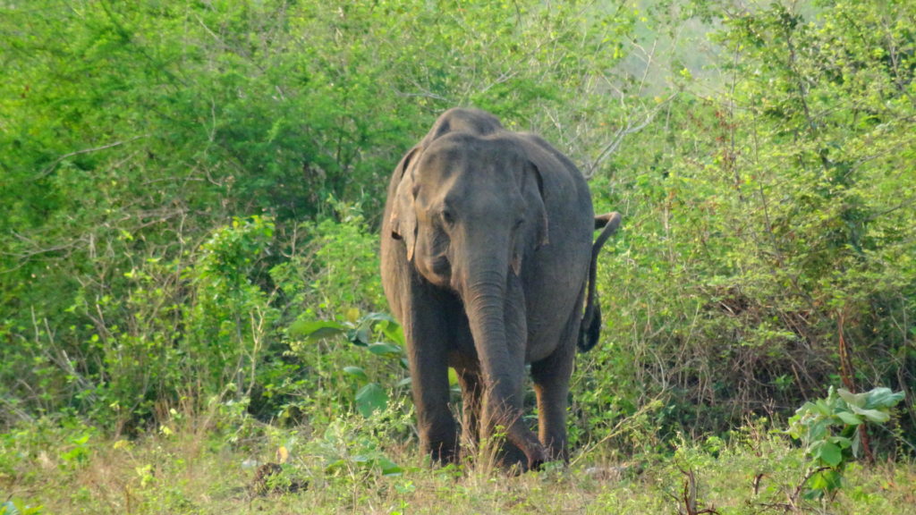 Olifant in Natinaal Park tijdens safari in Sri Lanka