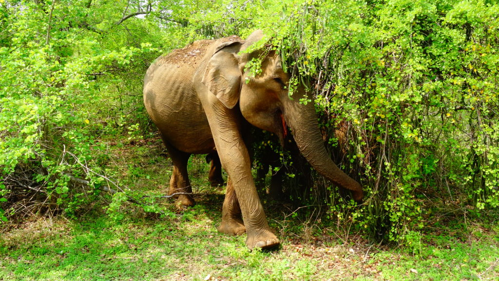 Olifant in Nationaal Park Udawalawe tijdens safari in Sri Lanka