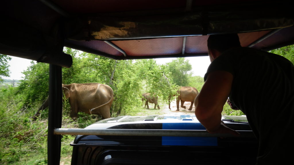 Olifanten voor de jeep tijdens een safari in Sri Lanka in Udawalawe