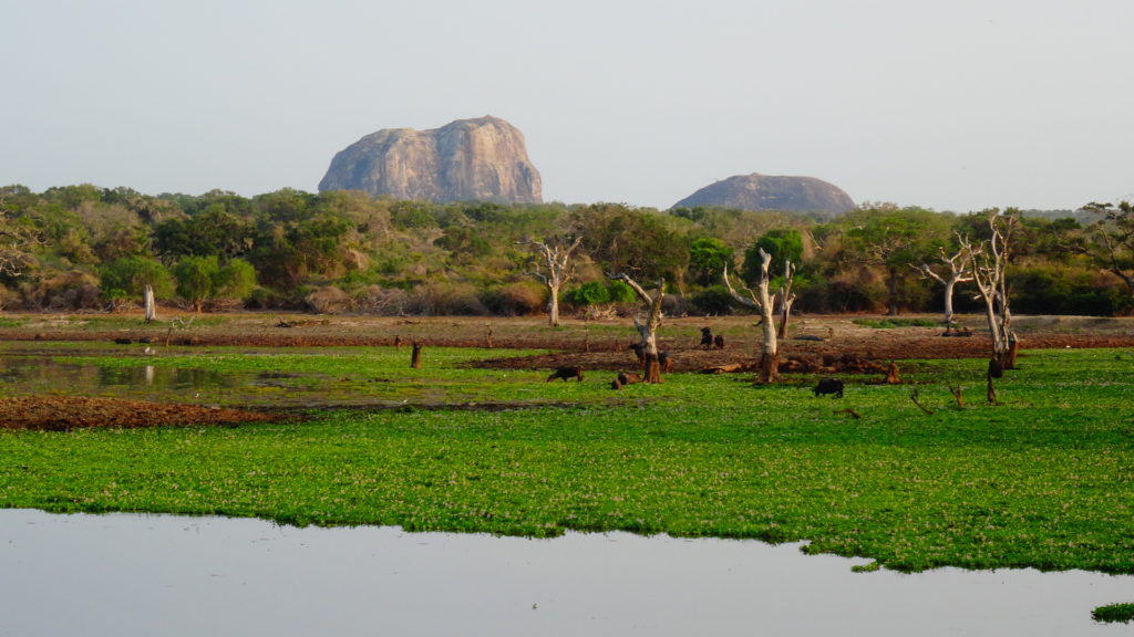 Landschap in Yala Nationaal Park tijdens safari in Sri Lanka