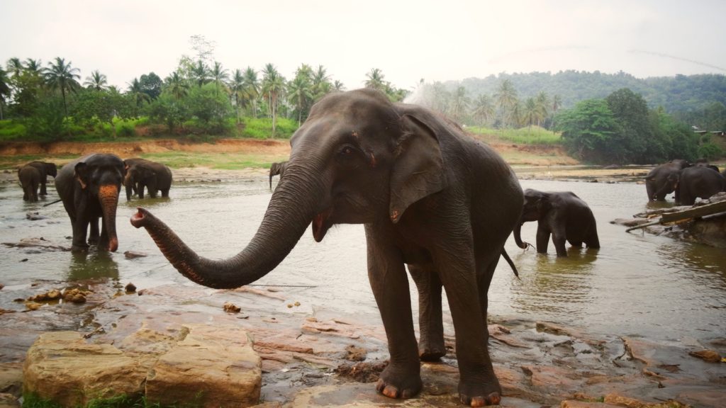 Olifant in de rivier bij Pinnawala in Sri Lanka