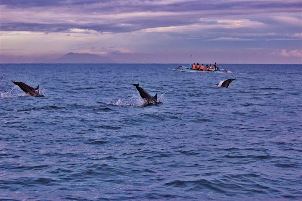 Dolfijnen spotten in Lovina in zee is een van de leuke plaatsen in Bali