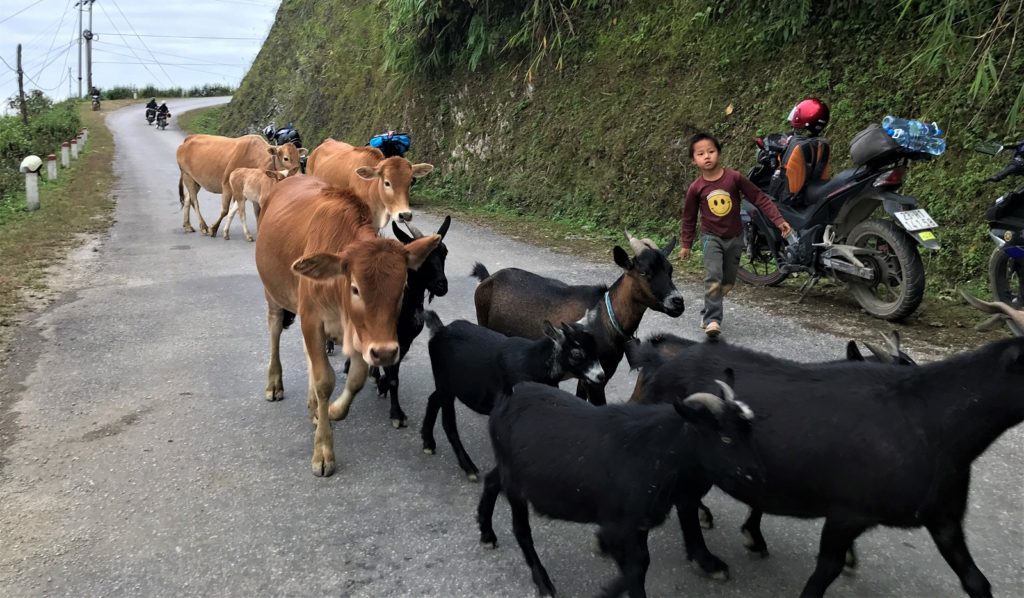 Koeien en geiten lopen op weg in de bergen