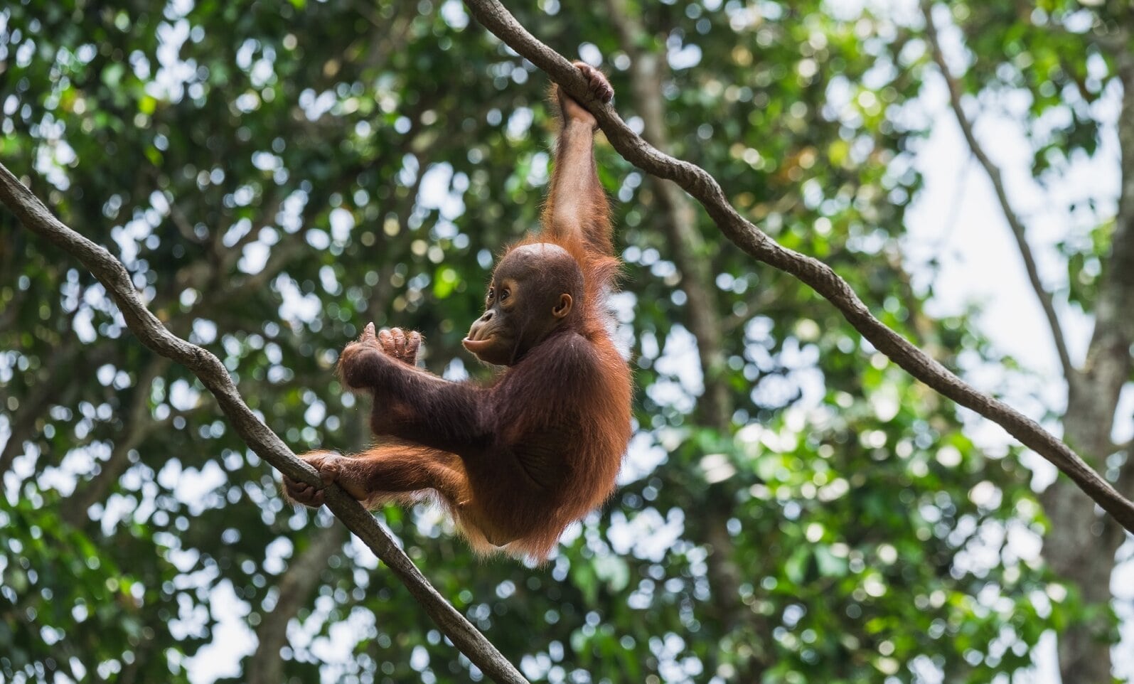 Orang oetan bij de Kinabatangan rivier